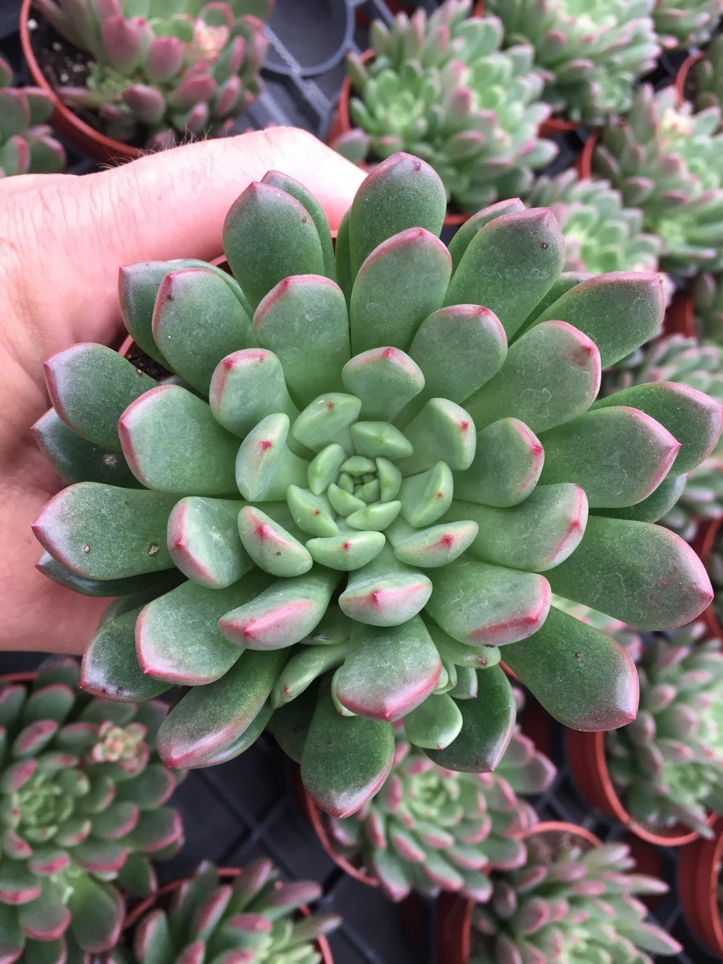 Fabulous fat friends, a Succulent story - Indoor Succulents