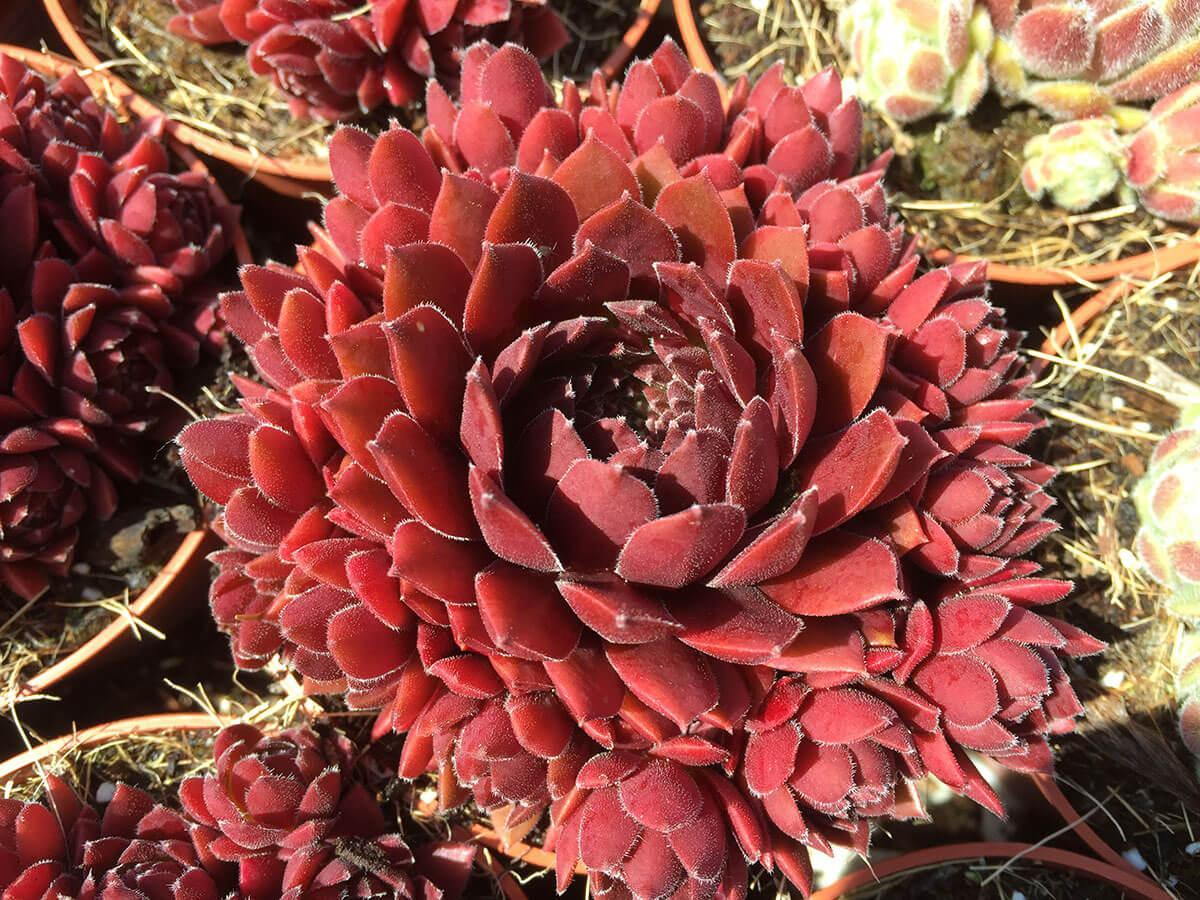 Sempervivum Coral Red belsemred01