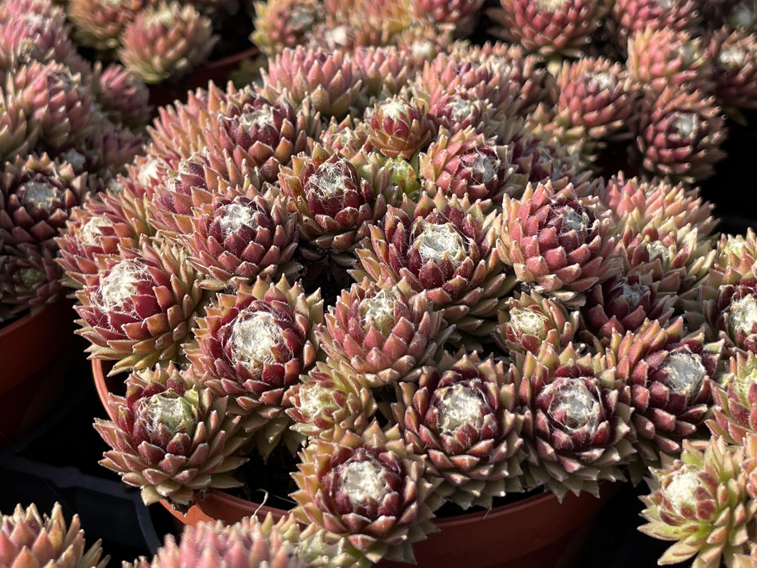 sempervivum belsemcob3